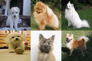 small-fluffy-dog-breeds