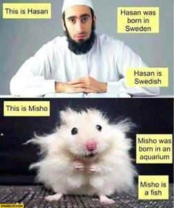 this-is-hasan-he-was-born-in-sweden-hasan-is-swedish-muslim-this-is-misho-he-was-born-in-an-aquarium-misho-is-a-fish-hamster-comparison-trolling